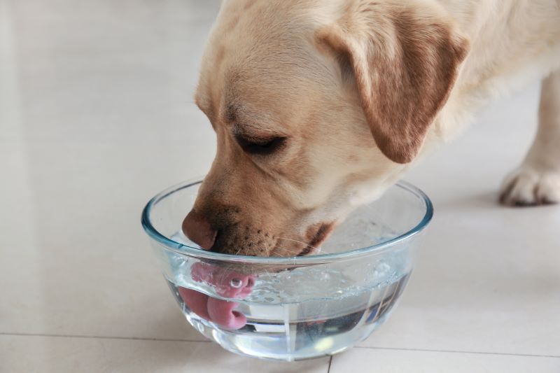 Golden retriever drinking water from a glass bowl on a tile floor.