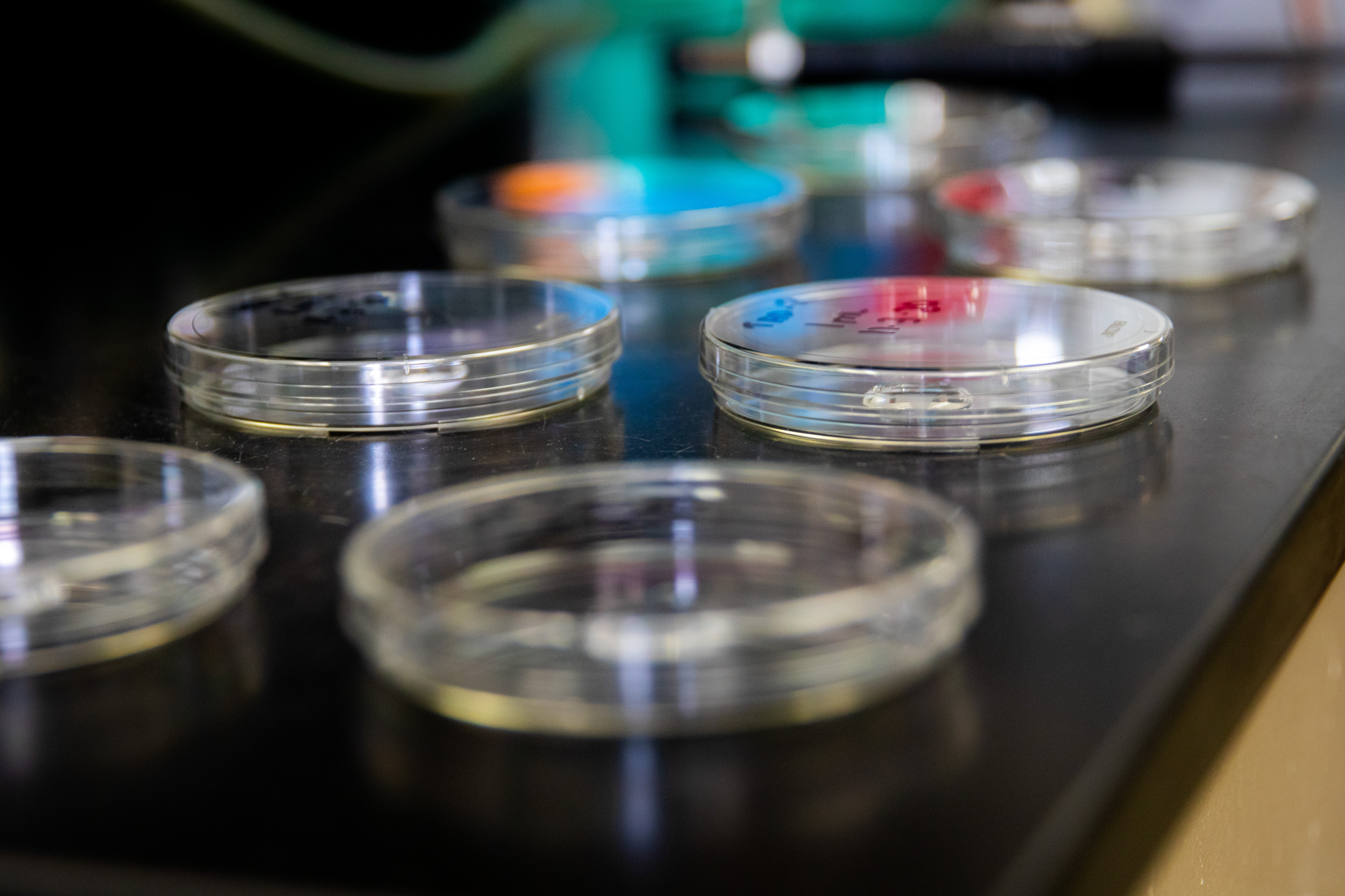 Close up of 6 petri dishes on a black work surface.